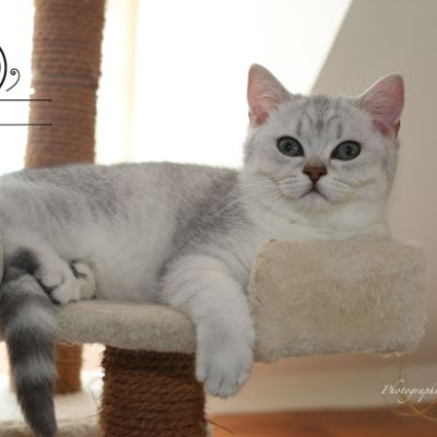 Pep's of British Archanges