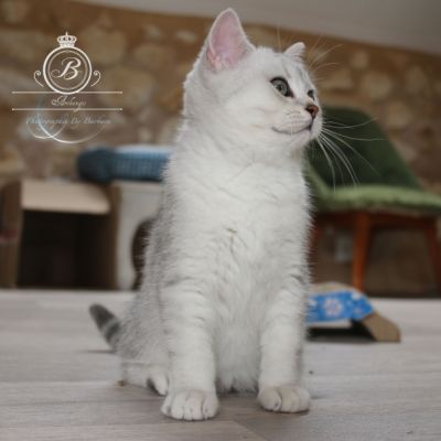 Pep's of British Archanges