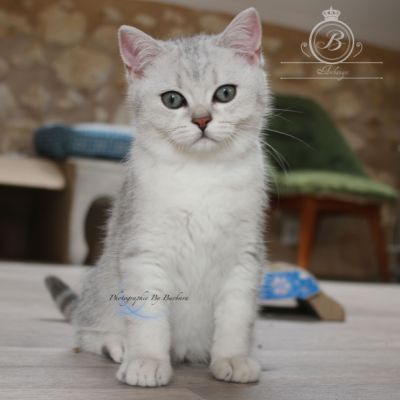 Pep's of British Archanges