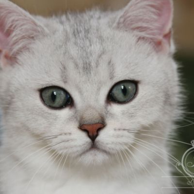 Pep's of British Archanges