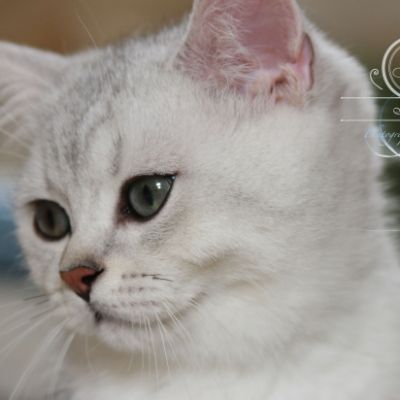 Pep's of British Archanges