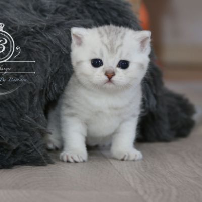 Poétic of British Archanges