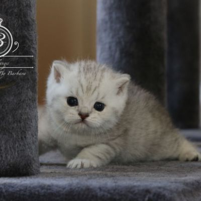 Poétic of British Archanges