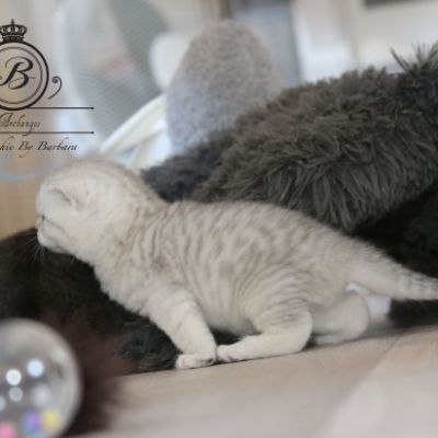 Poétic of British Archanges