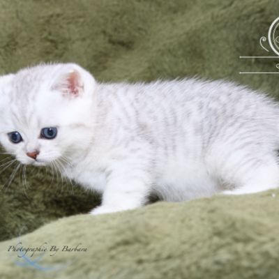 Poétic of British Archanges