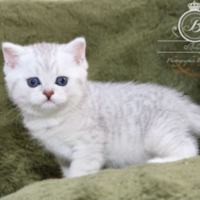 Poétic of British Archanges