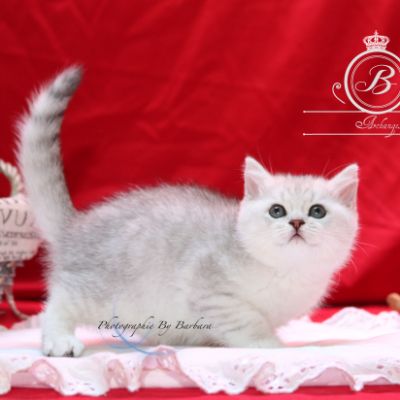 Poétic of British Archanges