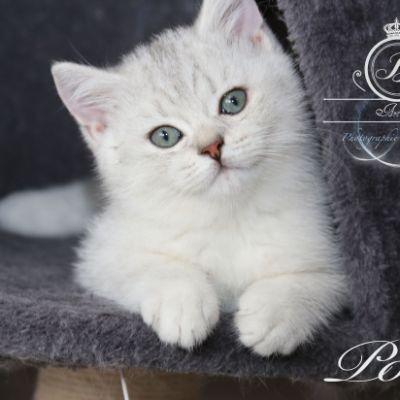 Poétic of British Archanges