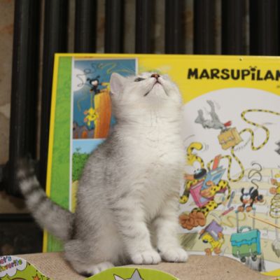 Poétic of British Archanges