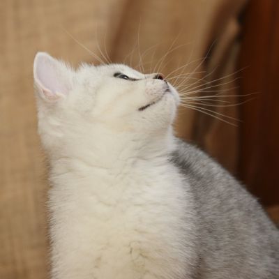 Poétic of British Archanges