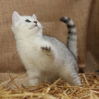 Poétic of British Archanges