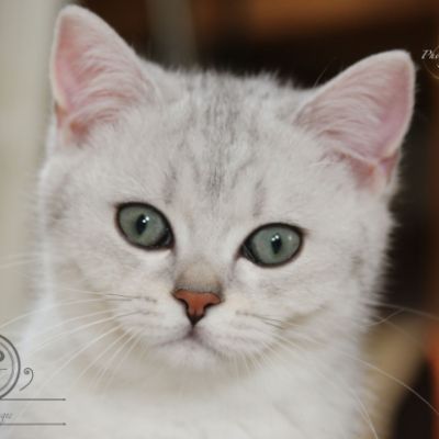 Poétic of British Archanges