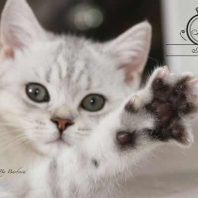 Poétic of British Archanges