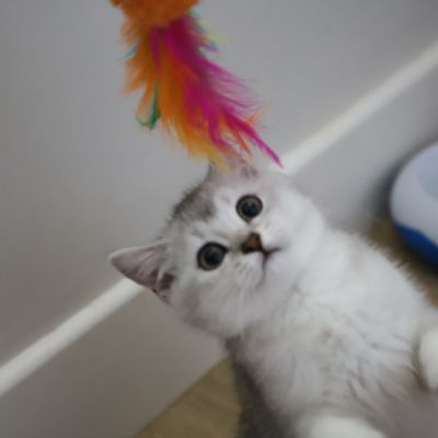 Violine renommé Vahiné