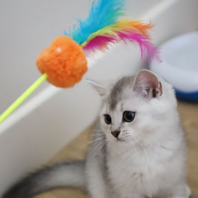 Violine renommé Vahiné