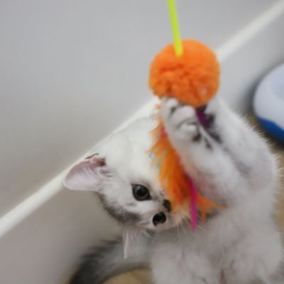 Vahiné Of British Archanges