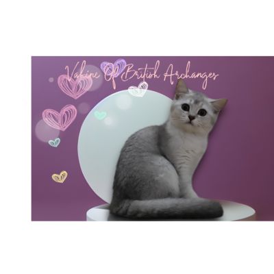 Vahiné Of British Archanges