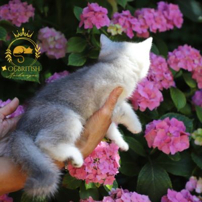 Violine renommé Vahiné