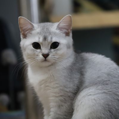 Vahiné Of British Archanges