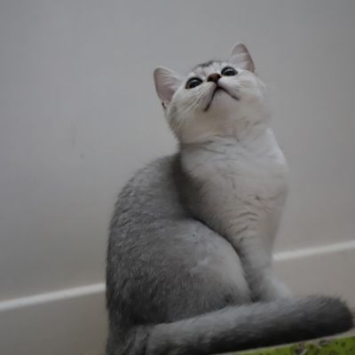 Vahiné Of British Archanges