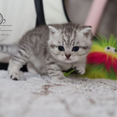 Sissi l'impératrice Of British Archanges