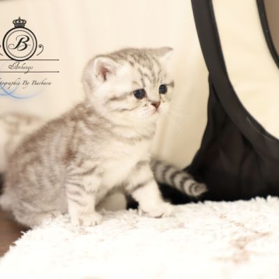 Sissi l'impératrice Of British Archanges