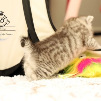 Sissi l'impératrice Of British Archanges