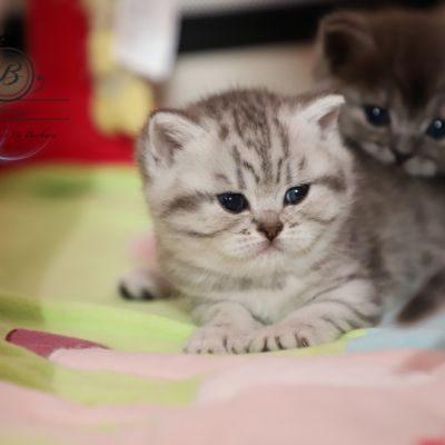 Sissi l'impératrice Of British Archanges