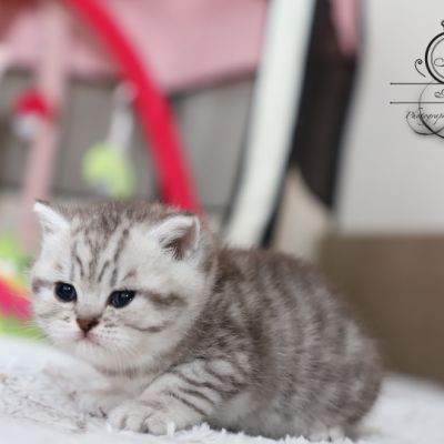 Sissi l'impératrice Of British Archanges