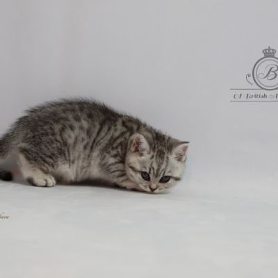 Sissi l'impératrice Of British Archanges