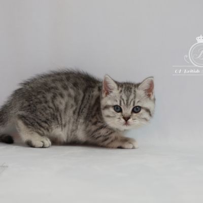 Sissi l'impératrice Of British Archanges