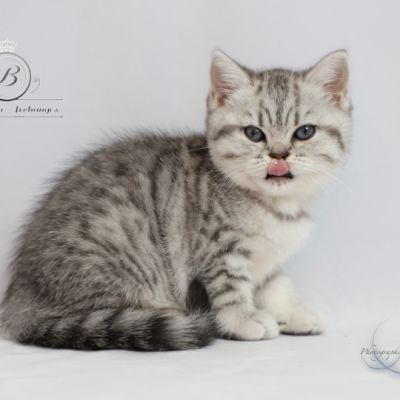 Sissi l'impératrice Of British Archanges