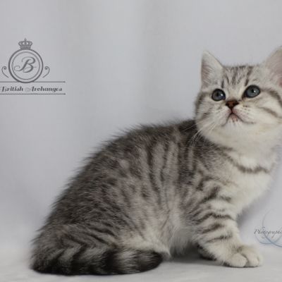 Sissi l'impératrice Of British Archanges