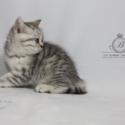 Sissi l'impératrice Of British Archanges