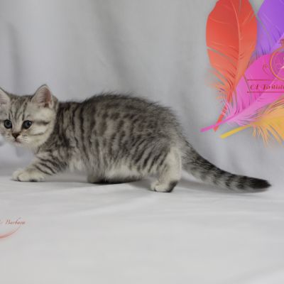 Sissi l'impératrice Of British Archanges