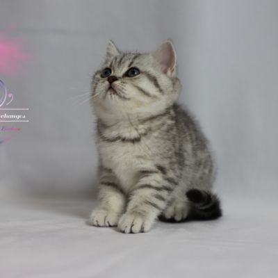 Sissi l'impératrice Of British Archanges