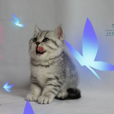 Sissi l'impératrice Of British Archanges