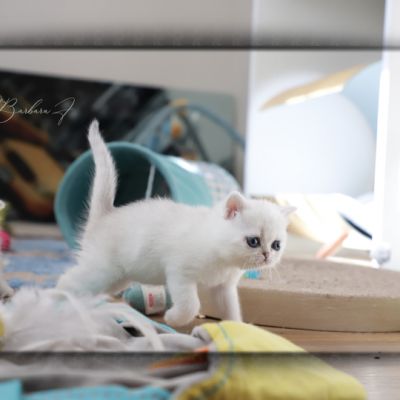 Vadyss Of british Archanges