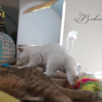 Vadyss Of british Archanges