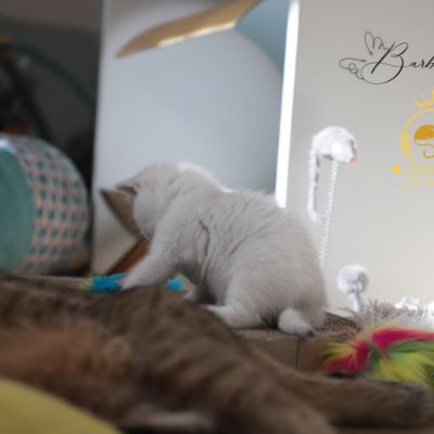 Vadyss Of british Archanges