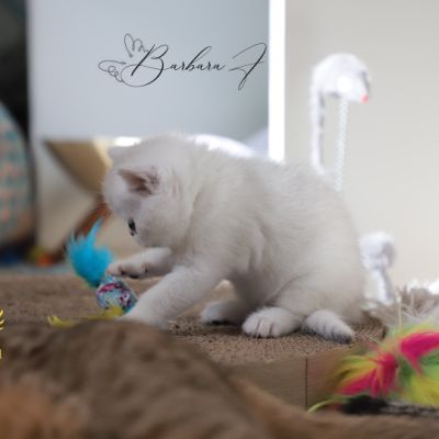 Vadyss Of british Archanges