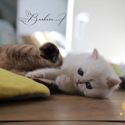 Vadyss Of british Archanges