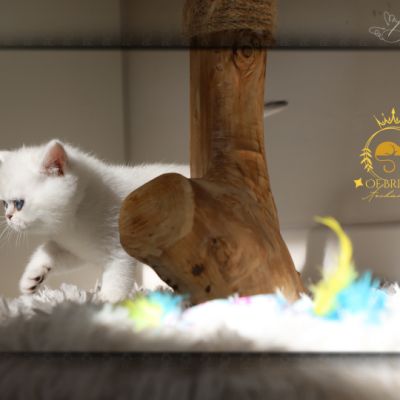 Vadyss Of british Archanges