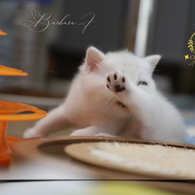 Vadyss Of british Archanges