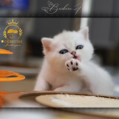 Vadyss Of british Archanges