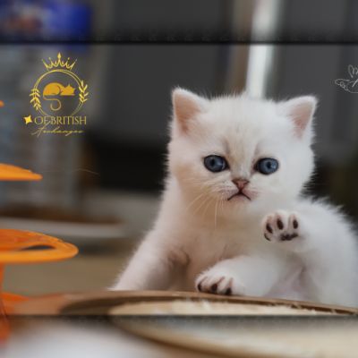 Vadyss Of british Archanges