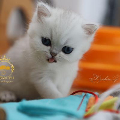 Vadyss Of british Archanges