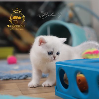 Vadyss Of british Archanges