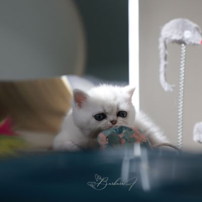 Vadyss Of british Archanges