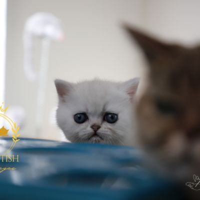 Vadyss Of british Archanges